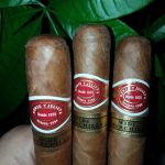 Cigar Bloom / Cigar Plume