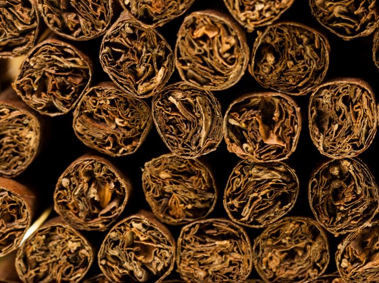 Smoking a dried cigar – Cigar Star